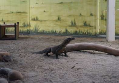 Ada Komodo dan Orang Utan di Kebun Binatang San Francisco