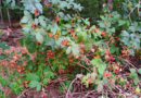 Memetik Wild Berries di Musim Panas