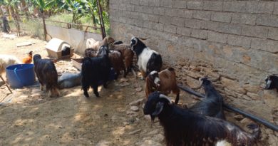 Seperti Apa Sih Lebaran Kurban di Turki? Seperti Apa Sih Lebaran Kurban di Turki?