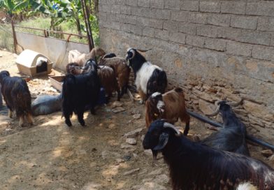 Seperti Apa Sih Lebaran Kurban di Turki?