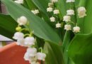 Inilah Mengapa di Prancis Tanggal 1 Mei Dinamakan Hari Bunga Muguet