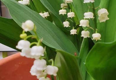 Inilah Mengapa di Prancis Tanggal 1 Mei Dinamakan Hari Bunga Muguet